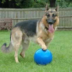 BOOMER BALL Balle Pratiquementindestructible L - 8" 20cm BLEU -Nourriture pour chien Soldes fre pl BOOMER BALL Balle pratiquement indestructible L 8 20cm BLEU 28206 3