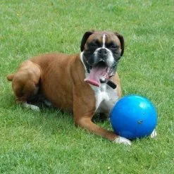 BOOMER BALL Balle Pratiquementindestructible L - 8" 20cm BLEU -Nourriture pour chien Soldes fre pl BOOMER BALL Balle pratiquement indestructible L 8 20cm BLEU 28206 4