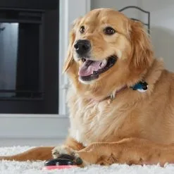 Hunger For Words TALKING PET NEXT WORDS LOCATIONS Localisation -Nourriture pour chien Soldes fre pl Hunger for Words TALKING PET NEXT WORDS LOCATIONS Localisation 29731 4