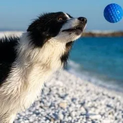 Kiwi Walker Let's Play BALL Maxi Balle Orange 9 Kiwi Walker Let's Play BALL Maxi Balle Orange -Nourriture pour chien Soldes fre pl Kiwi Walker Lets Play BALL Maxi balle orange 29860 3