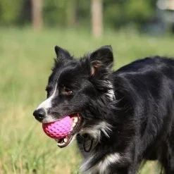 Kiwi Walker Let's Play BALL Maxi Balle Orange 10 Kiwi Walker Let's Play BALL Maxi Balle Orange -Nourriture pour chien Soldes fre pl Kiwi Walker Lets Play BALL Maxi balle orange 29860 4