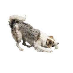 Kiwi Walker Let's Play GLOW BALL Maxi Balle -Nourriture pour chien Soldes fre pl Kiwi Walker Lets Play GLOW BALL Maxi balle 29862 3