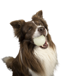 Kiwi Walker Let's Play GLOW BALL Maxi Balle -Nourriture pour chien Soldes fre pl Kiwi Walker Lets Play GLOW BALL Maxi balle 29862 4