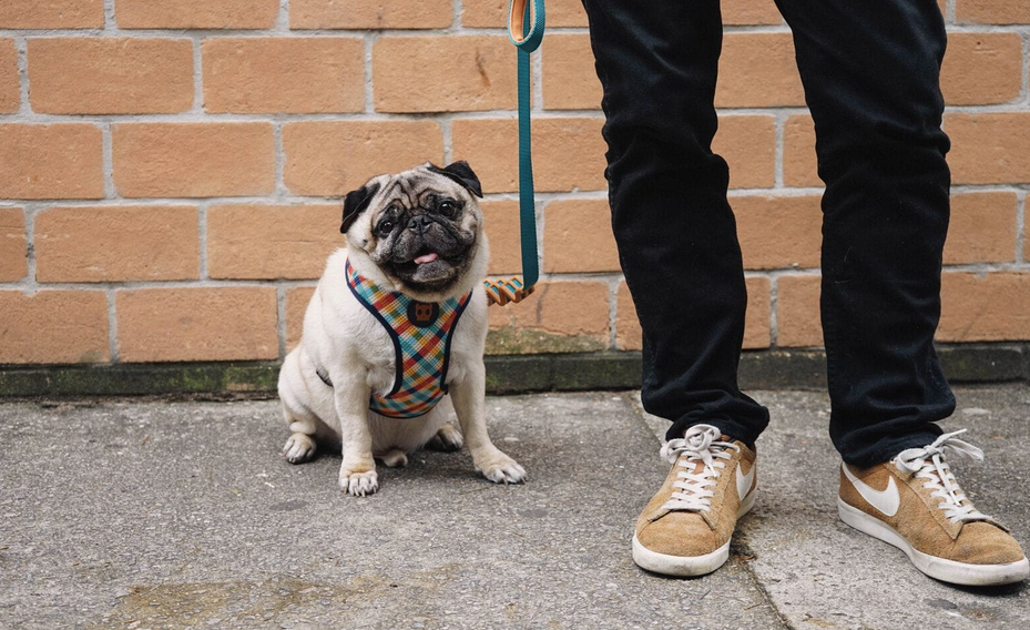 Zeedog ZEE DOG PHANTOM AIR MESH Harnais Pour Chien S 4 Zeedog ZEE DOG PHANTOM AIR MESH Harnais Pour Chien S – Image 2