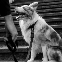 Zeedog ZEE DOG Laisse Pour Chien GOTHAM XS 7 Zeedog ZEE DOG Laisse Pour Chien GOTHAM XS -Nourriture pour chien Soldes fre pl ZEE DOG laisse pour chien GOTHAM XS 28741 3