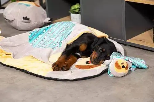 ZOLUX Jouet CHIQUITOS - Paresseux - Doudou 6 ZOLUX Jouet CHIQUITOS - Paresseux - Doudou – Image 4